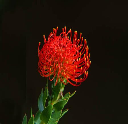 Red Protea Flower - Heirloom, Non - Gmo Seeds