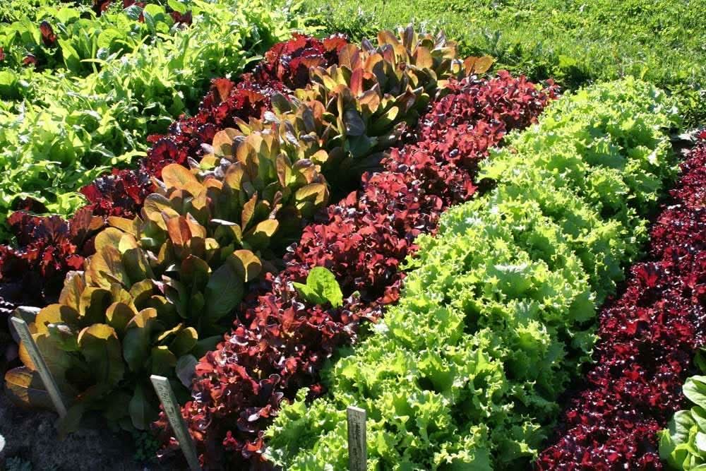 Mixed Lettuce Seeds for Planting