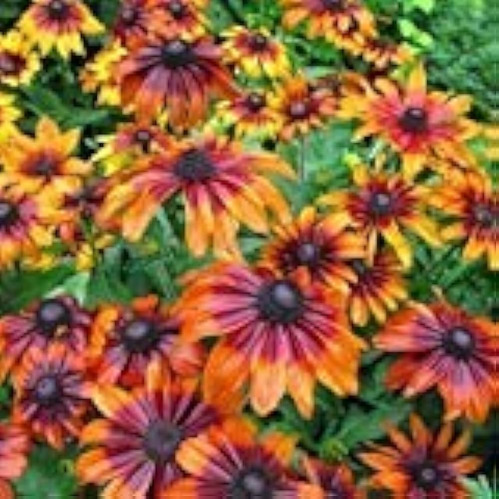 Rudbeckia Flower Seeds for Planting