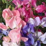 Pea Flower Seeds for Planting – 100 seeds for planting in home garden