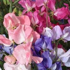 Pea Flower Seeds for Planting – 100 seeds for planting in home garden