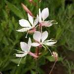 Gaura Flower Seeds for Planting, 100 seeds for planting in home garden