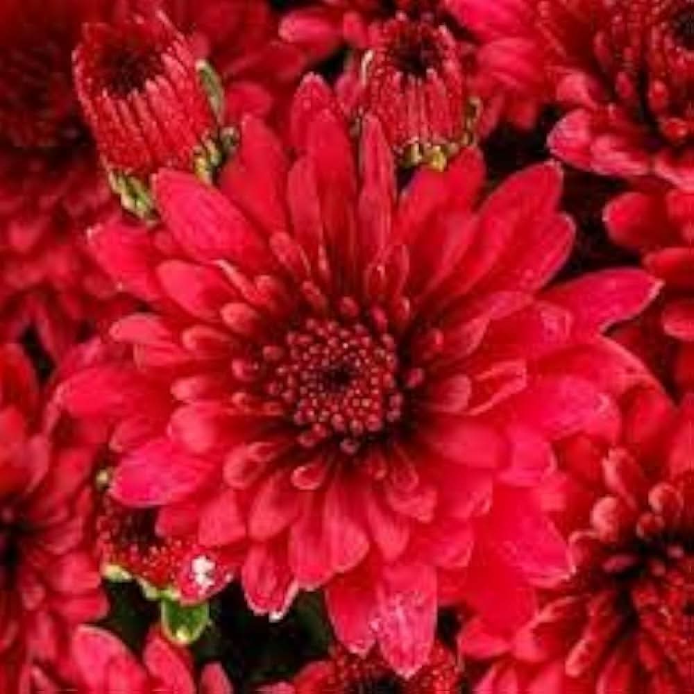 Chrysanthemum Red Morifolium Flower Seeds for Planting in balcony garden containers and home flower beds