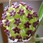 Carnosa Flower Seeds for Planting, Unique Texture, 100 for planting in home garden