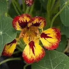 Multi Nasturtium Flower Seeds – Heirloom, Non-GMO Seeds for Planting Vibrant Garden Blooms Dhara Seeds