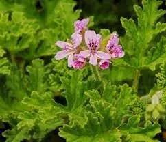 Graveolens Flower Planting Seeds for Garden NON GMO Seeds Dhara Seeds