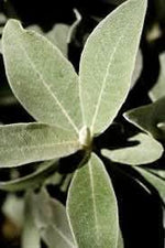 Silverberry plant seeds