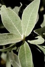 Silverberry plant seeds