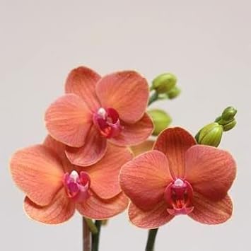 Peach Phalaenopsis Orchid Flower Seeds – Heirloom, Non-GMO, Graceful Blooms for Garden Planting