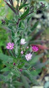 Epilobium Flower Seeds for Planting – Organic, Heirloom, Non-GMO Wildflower Seeds