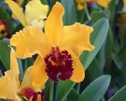 Cattleya Hybrida Flower Seeds Yellow for Planting - NON GMO Seeds Dhara Seeds
