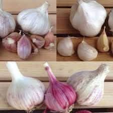 Garlic Seeds for Planting, Mixed Colour