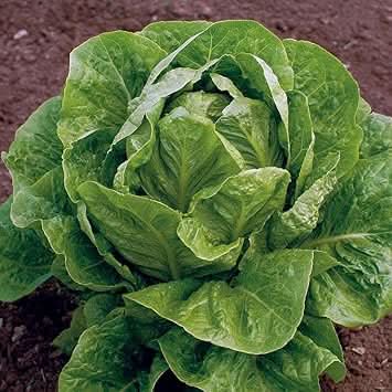 Jericho Lettuce Seeds for Planting