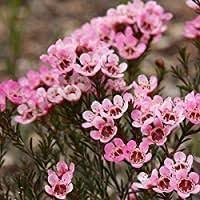 Geraldton Wax Flower Seeds for Planting - 100 seeds for planting in home garden