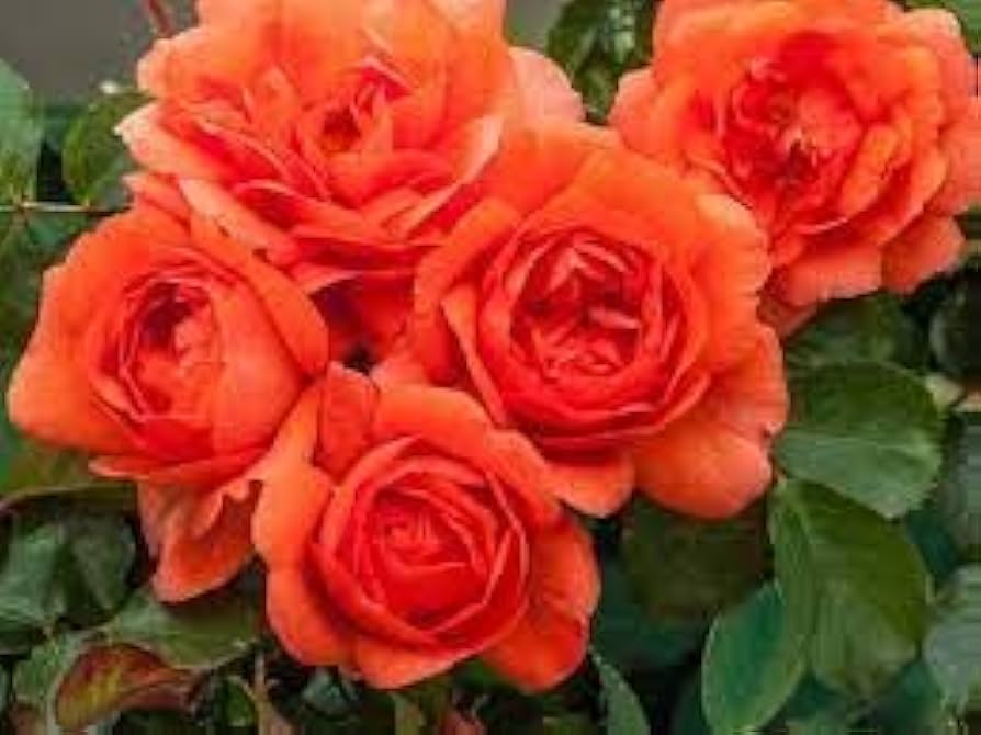 Climbing Rose Rosa Multiflora Seeds for Planting Vertical Spaces Flower Walls