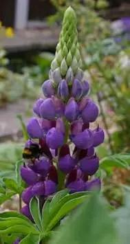 Lupine Flower Seeds Violet for Planting 100 seeds for planting in home garden