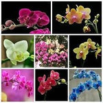 Phalaenopsis Flower Heirloom Non Gmo Image
