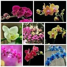 Phalaenopsis Flower Heirloom Non Gmo Image