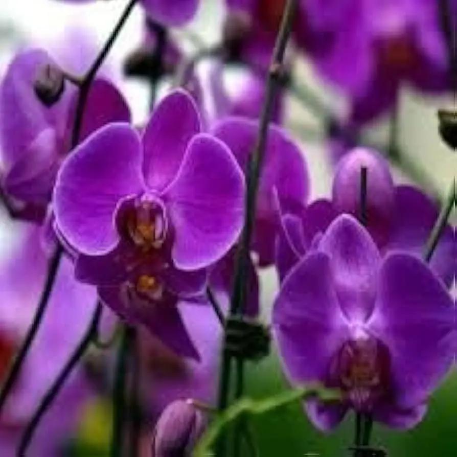 Purple Butterfly Orchid Seeds for Planting - NON GMO Seeds seeds for planting in home garden