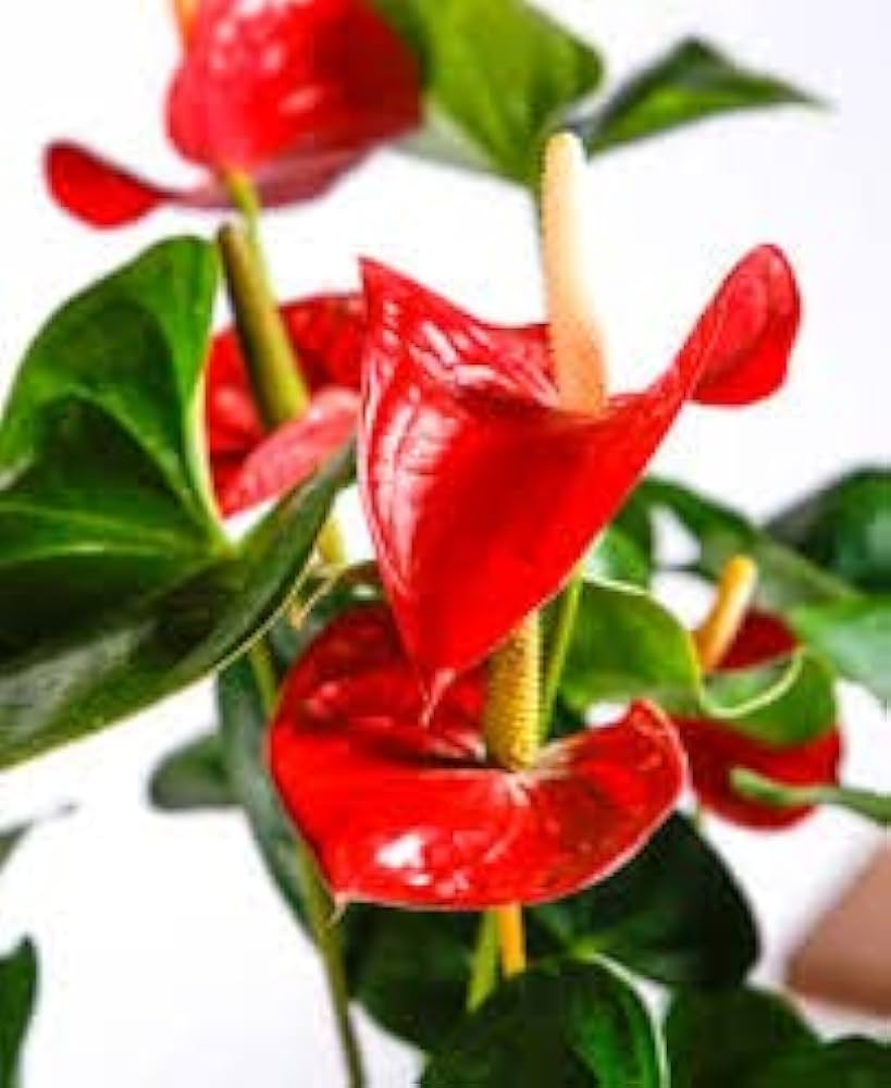 Anthurium Anthurium andraeanum red flower seeds for planting in indoor pots