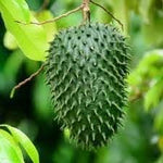 Guanabana fruit seed collection