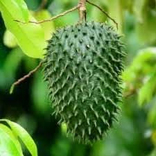 Guanabana fruit seed collection