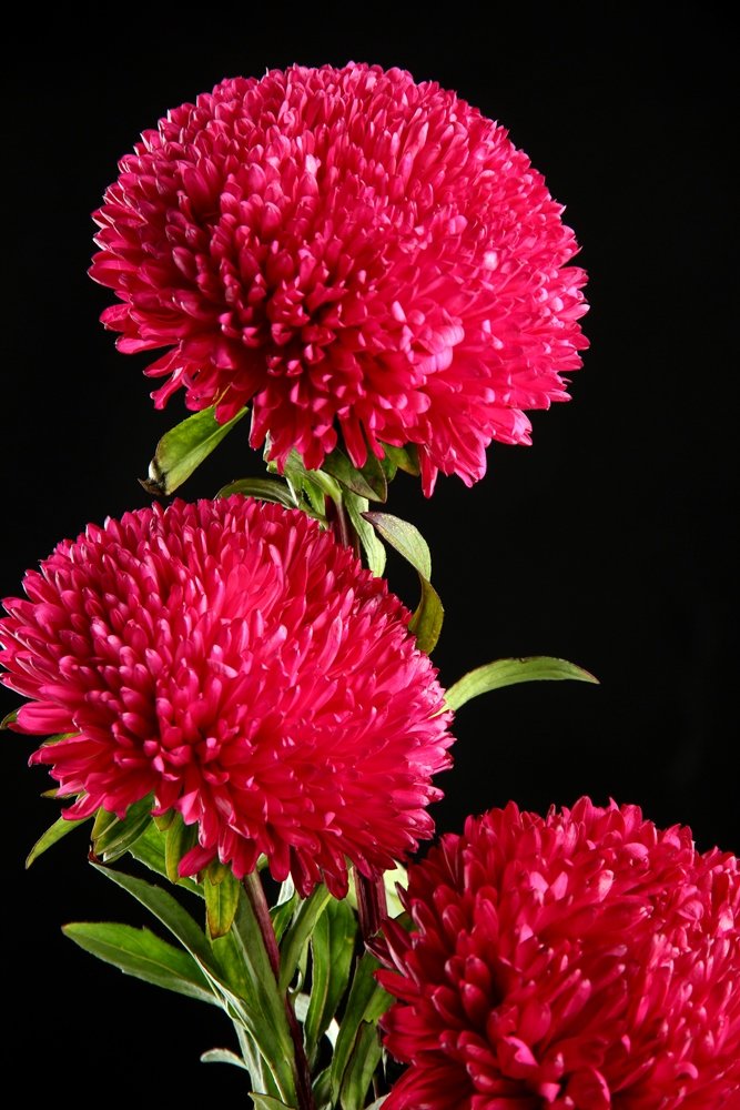 Chrysanthemum Chrysanthemum morifolium Flower Seeds for Backyard Gardening