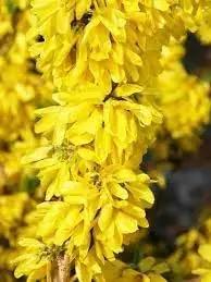Forsythia Flower Seeds for Planting - NON GMO Seeds Dhara Seeds