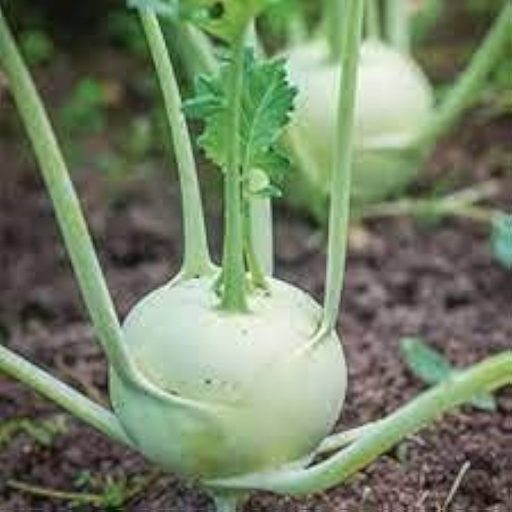 Cole Seed – Hot Green Vegetable Heirloom Organic Seeds C