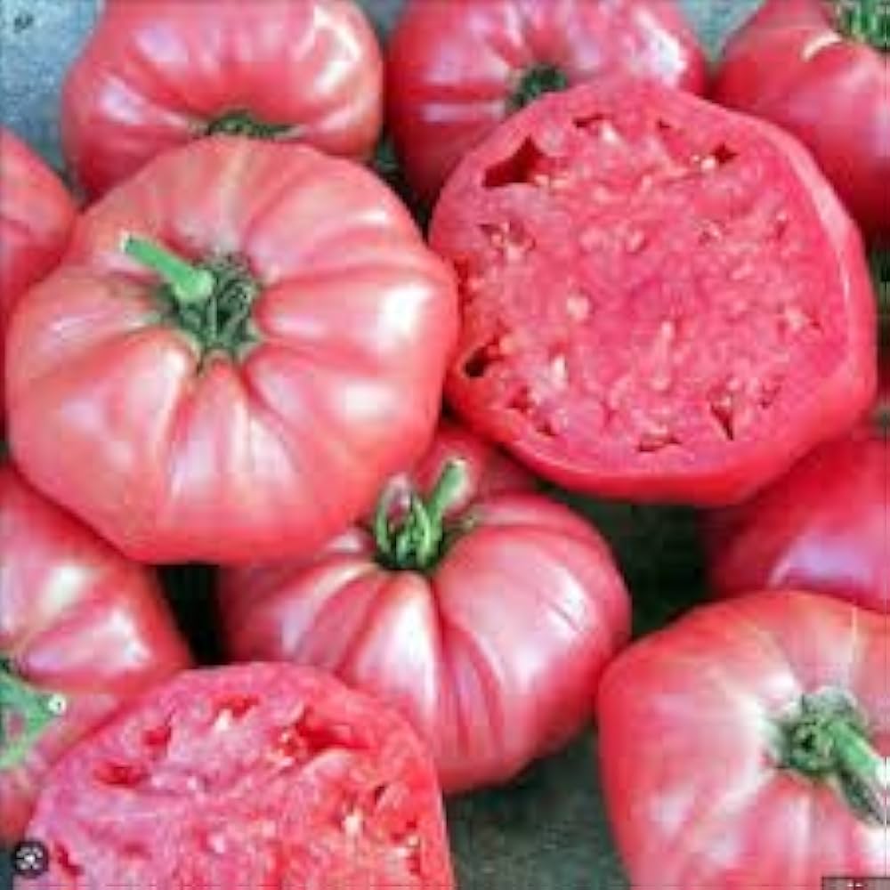 Brandywine Red Tomato Seeds Solanum lycopersicum for Planting in Home Garden