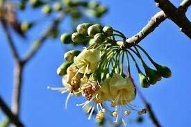 Green Ceiba Pentandra Flower Seeds for Planting - 100