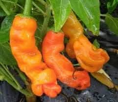 Orange Chili Seeds for Planting