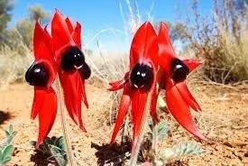 Sturt's Flower Seeds for Planting - NON GMO Seeds Dhara Seeds