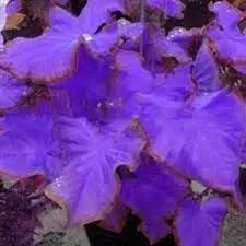 Caladium Leaf Plant Seeds for Planting - NON GMO Seeds Dhara Seeds