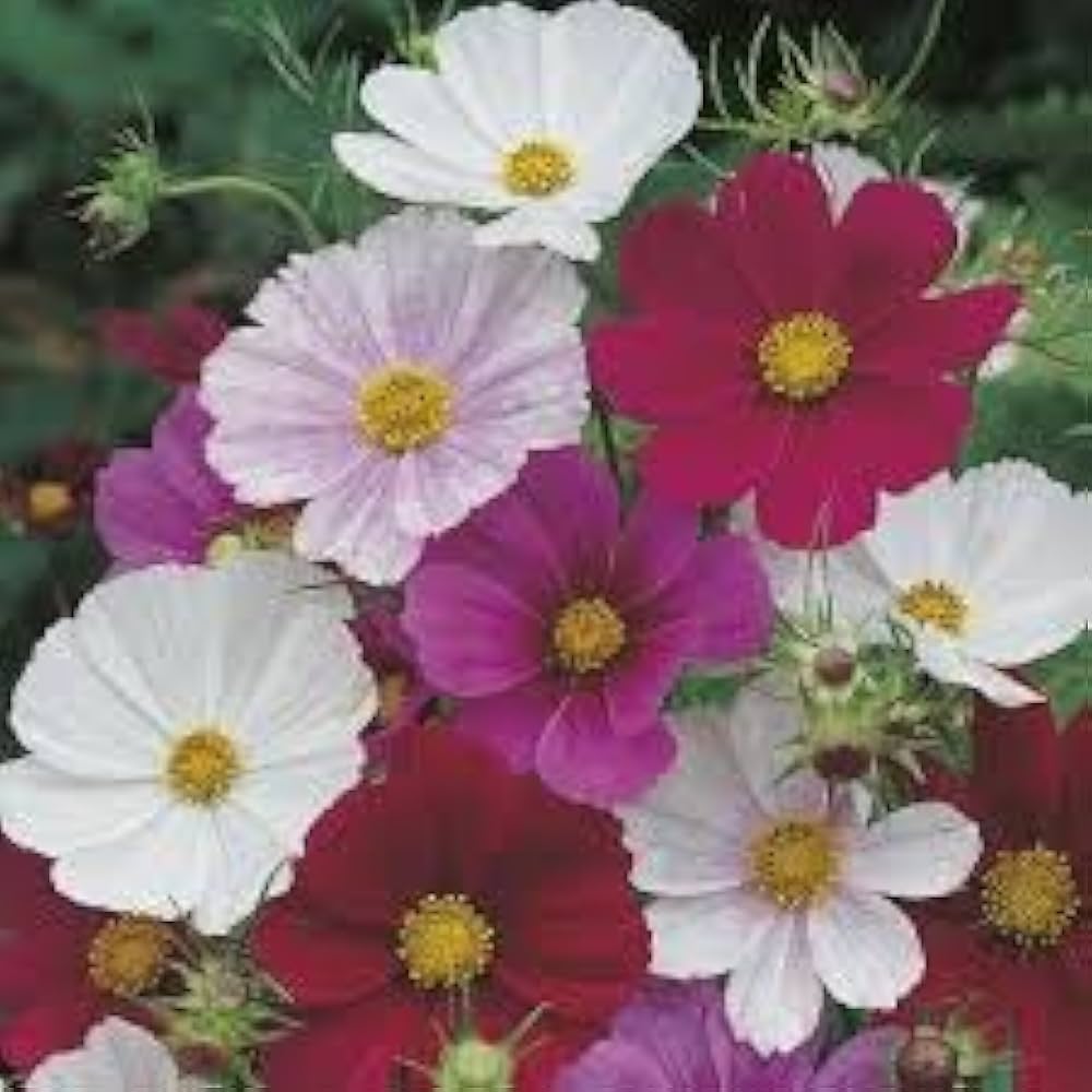 Cosmos Seeds - Rubies Sunshine Mix