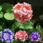 African Flower Planting Seeds for Garden NON GMO Seeds Dhara Seeds
