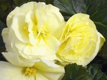 Heirloom Non-GMO Light Yellow Begonia Flower Seeds for Planting – Shade-Loving Ornamental Blooms