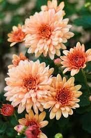 Orange White Chrysanthemum Flower Seeds – Heirloom Non-GMO Blooms for Autumn Garden Color