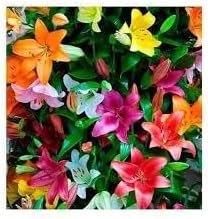 Lluvia Flower Seeds for Planting – Organic, Heirloom, Non-GMO Rain Flower Garden Seeds