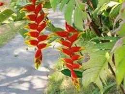 Heliconia Wagneriana Seeds for Planting - NON GMO Seeds Dhara Seeds