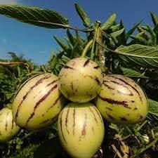 Solanum Fruit Seeds - Grow Unique Solanum Fruits in Your Yard
