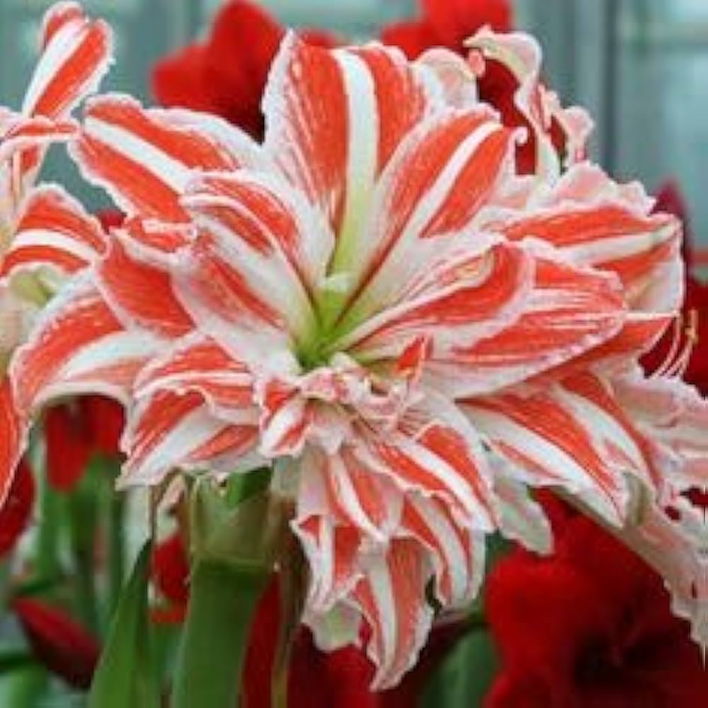 Amaryllis Hippeastrum Hybrid & Barbados Lily Flower Seeds for Planting – Mixed Pack for Indoor Pots and Garden Borders