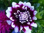 Purple Beard Dahlia Flower Seeds for Garden - NON GMO Seeds Dhara Seeds