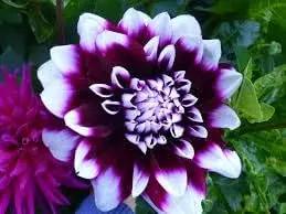 Purple Beard Dahlia Flower Seeds for Garden - NON GMO Seeds Dhara Seeds