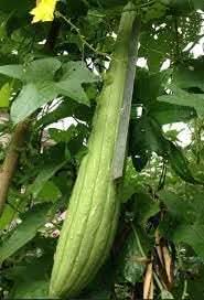 Cylindra Cucumber Cucumis sativus seeds for garden planting
