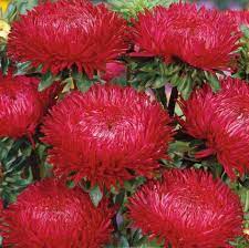 Chrysanthemum Chrysanthemum morifolium Flower Seeds for Backyard Gardening