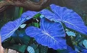 Bicolor Plant Seeds for Planting - NON GMO Seeds Dhara Seeds