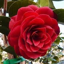 Organic Camellia Japonica Flower Seeds for Planting – Heirloom, Non-GMO