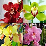 Dendrobium Mixed Color Flower Heirloom Non Gmo Image