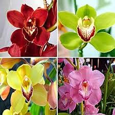 Dendrobium Mixed Color Flower Heirloom Non Gmo Image